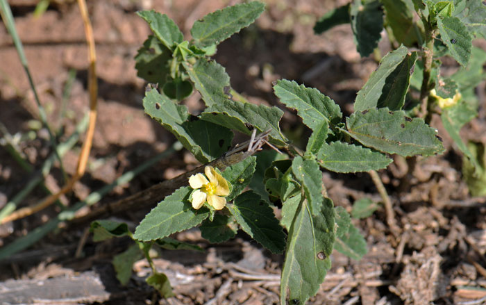 Rhynchosida physocalyx, Buffpetal